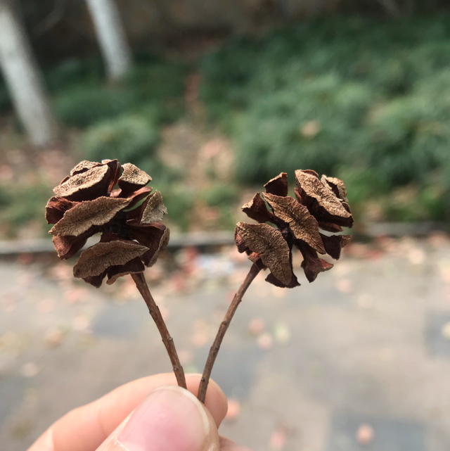 木南兮
