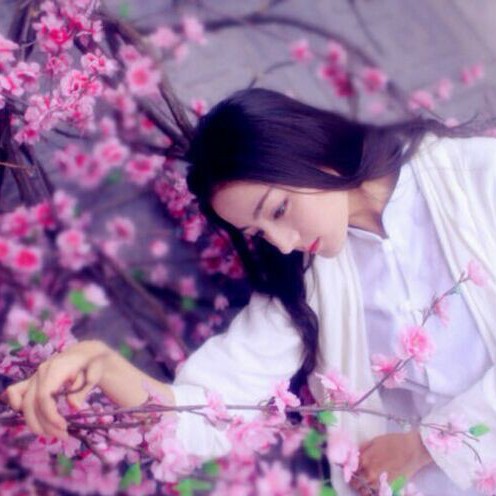 紫牡丹
