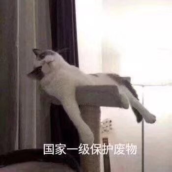 舞韻乘風