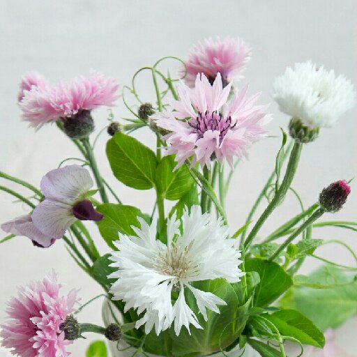 尋仙芳草