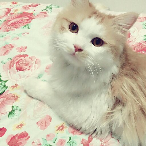 凌書白