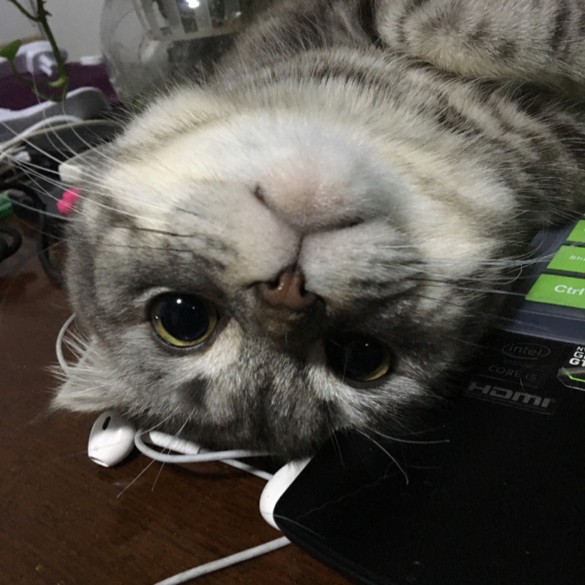 喵醬沒有尾巴