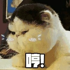 吃貨大臉貓