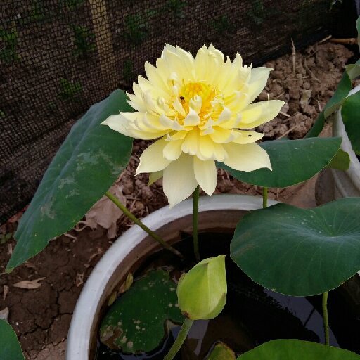菜園子里種花