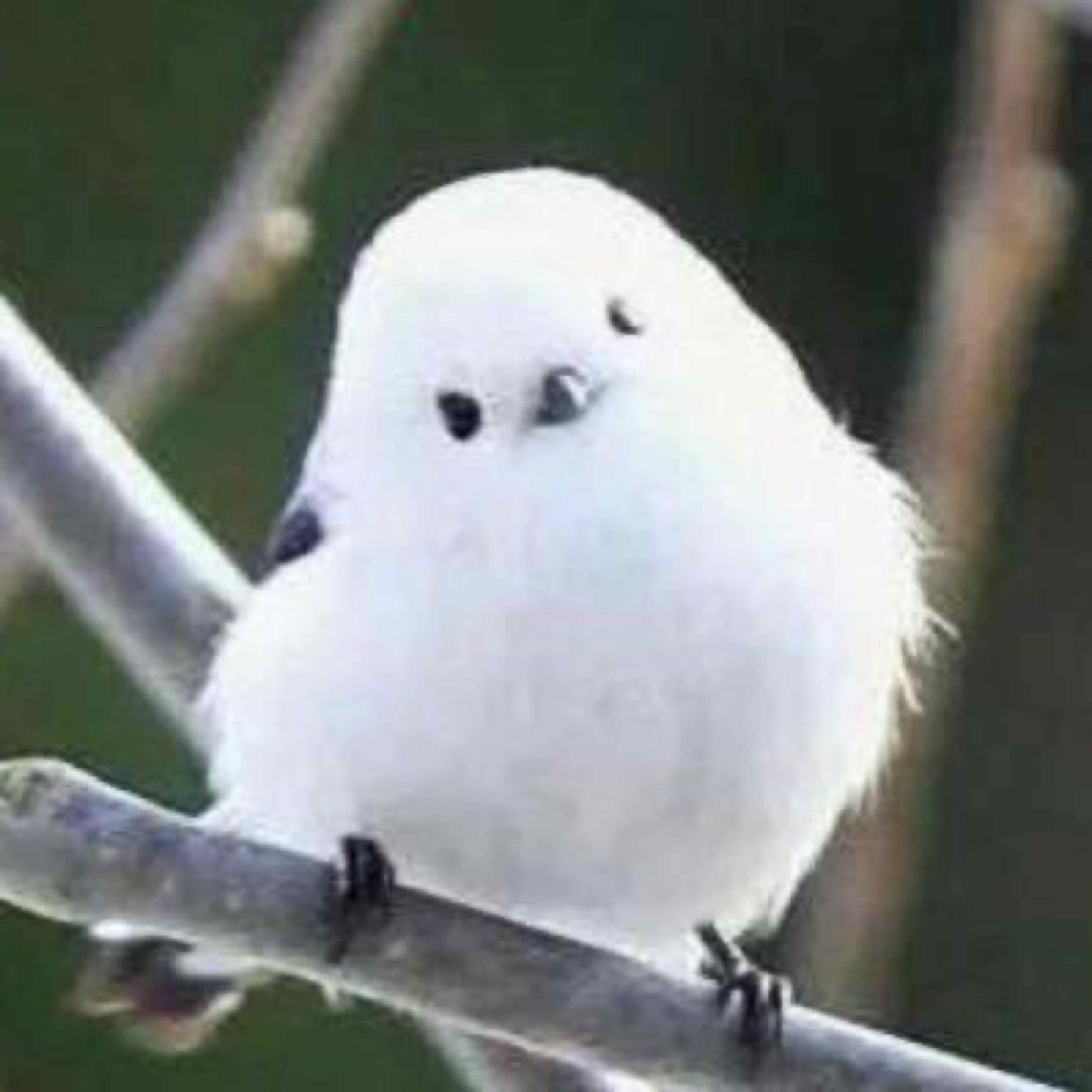 秦司