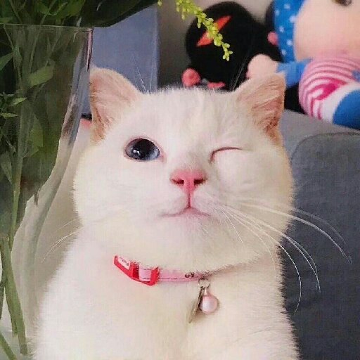 夏蒼鹿