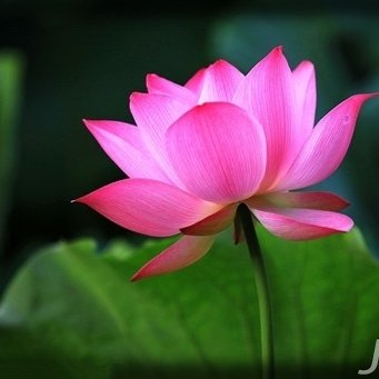 不死妖靈