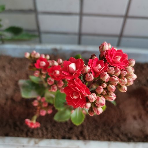 竹香梅影