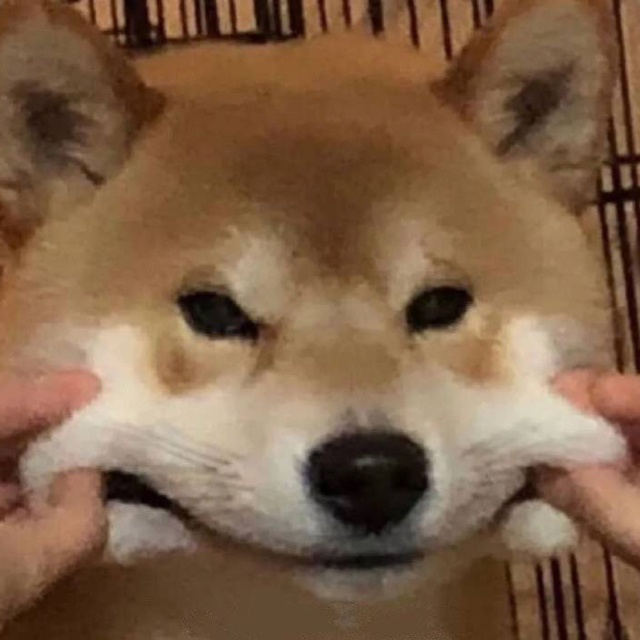 喵毛毛