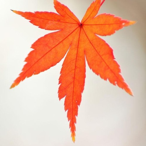 紅楓一葉