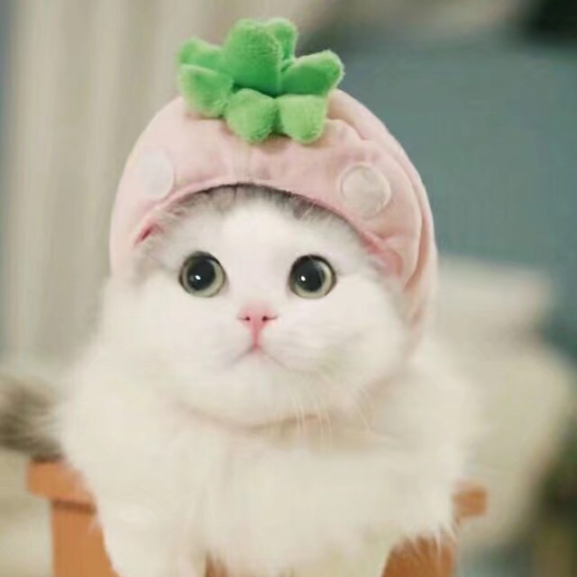七小橘子