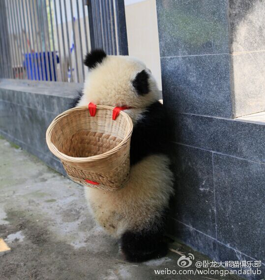 司馬狼顧