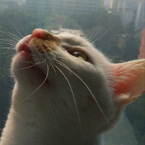 花緣豆