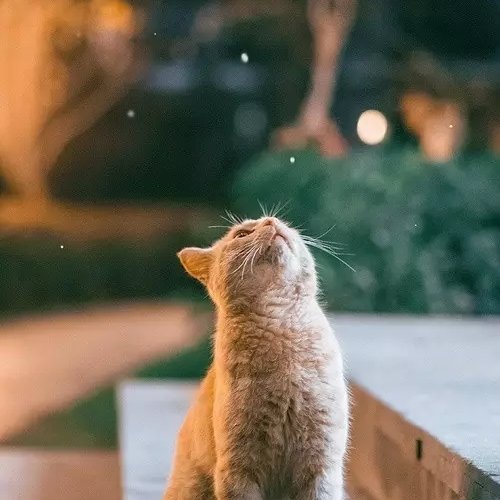 輕漪