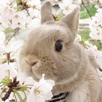 17花