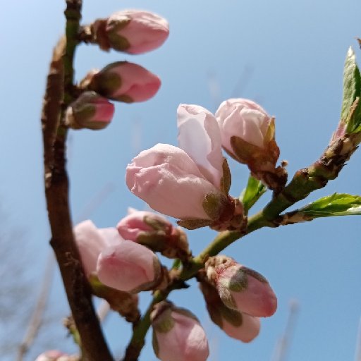 野酸梅