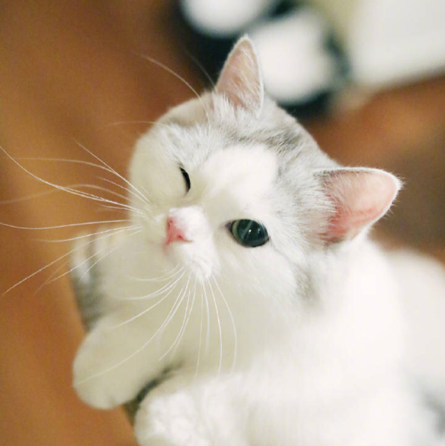 其碩