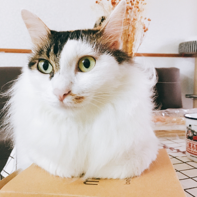 一個兔頭