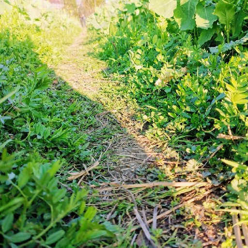炒熟的番茄