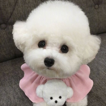 櫻桃小丸紫