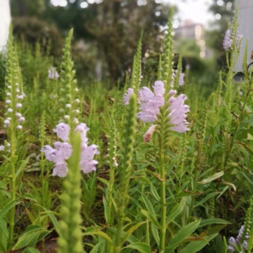 清江水