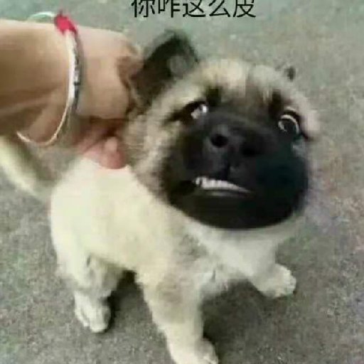 喵人糞