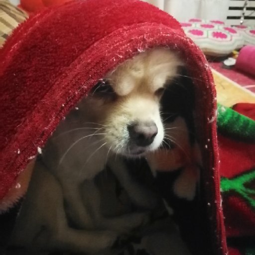 開心的襪子