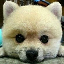 蘸碗