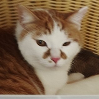 搬磚道長