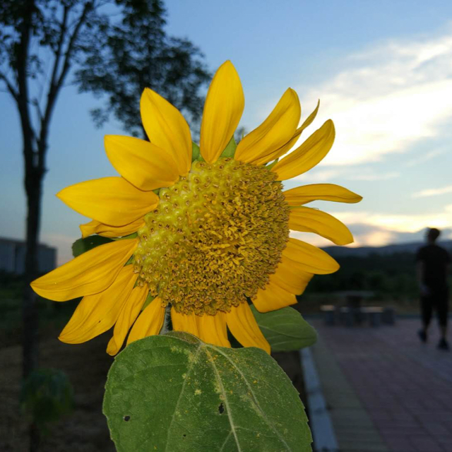 柳岸花又明