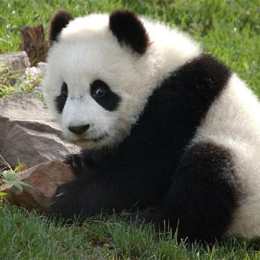 超強悍的蚊子
