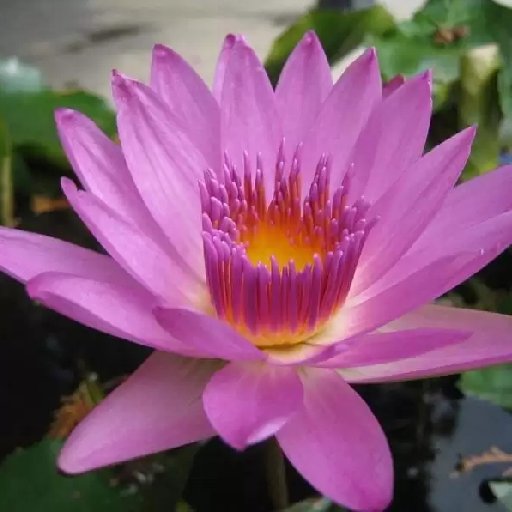蓮葉竹