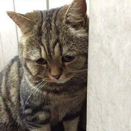 再生之蛇