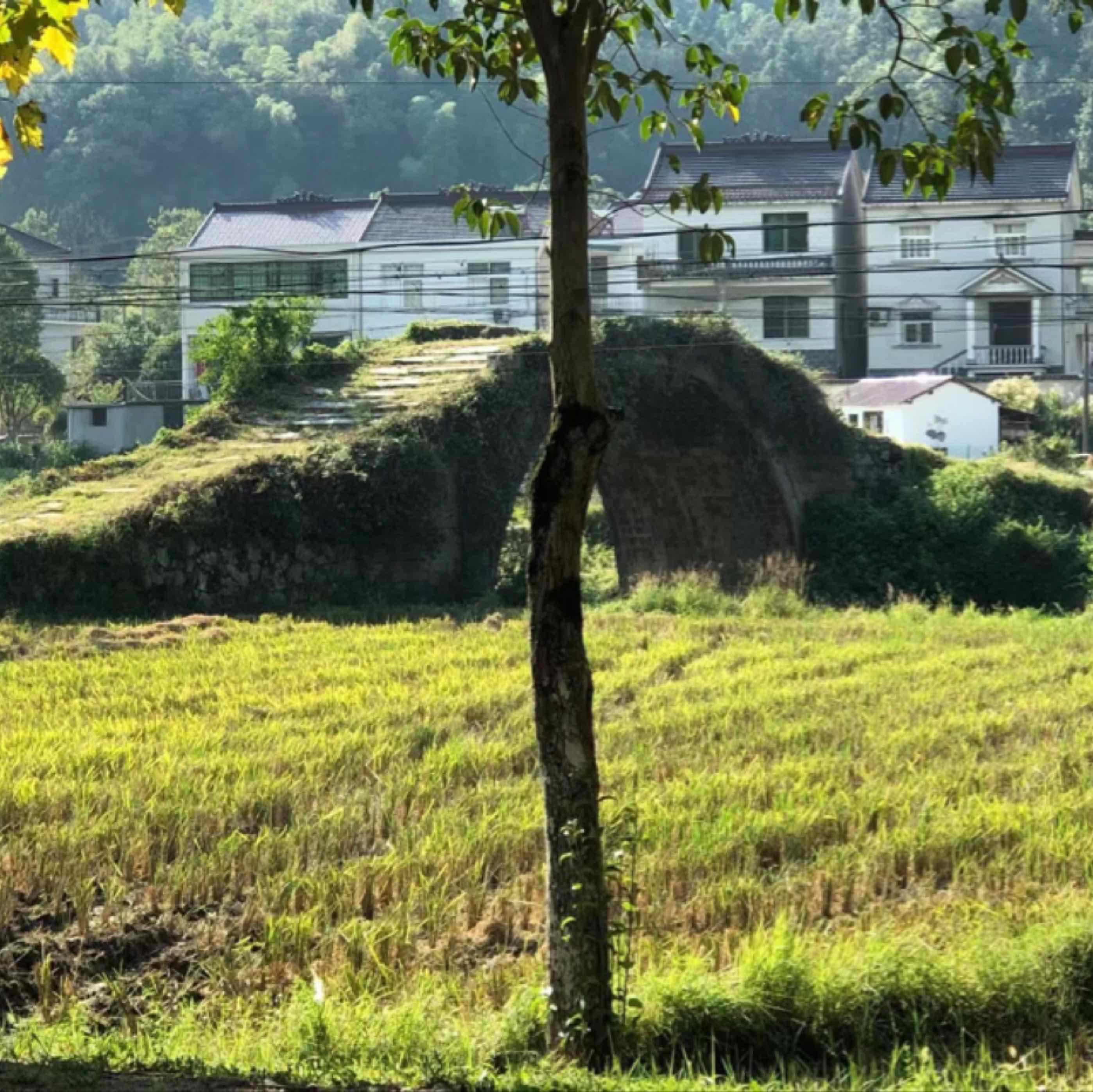 逐夢黃昏