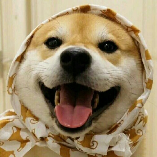 穿褲衩的星星