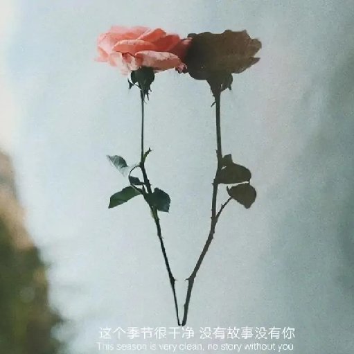 伊婉兮