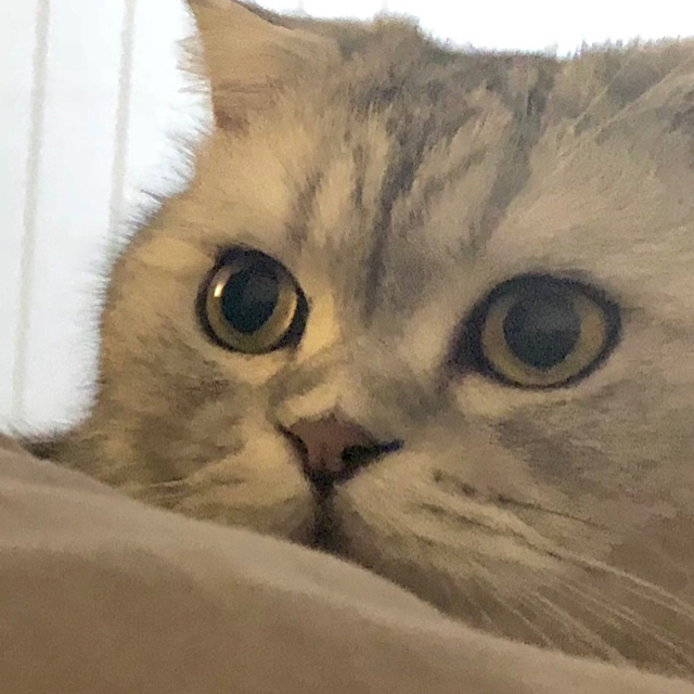阿貓頭