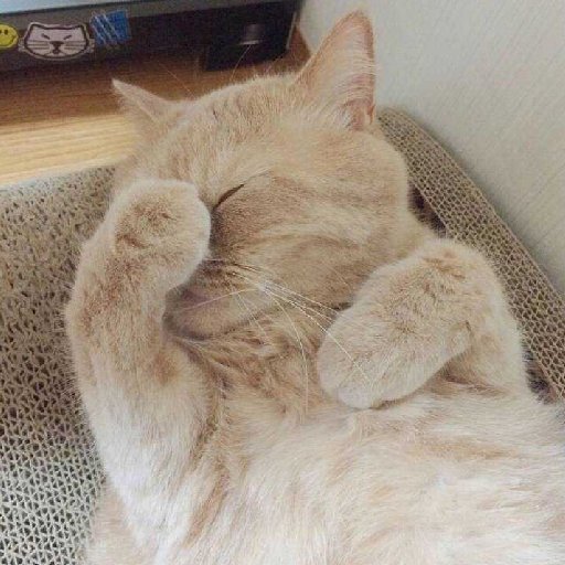 木杉兒