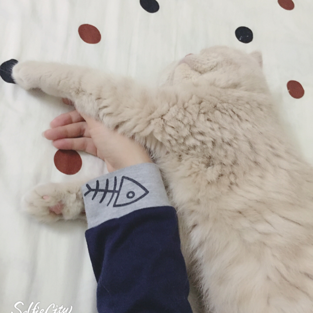 醉主角