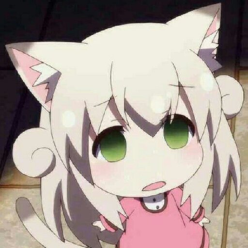 吃漢堡的貓