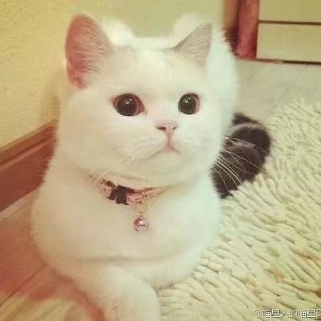 玉生琴