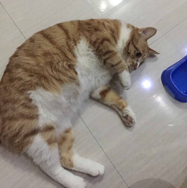 不放心油條
