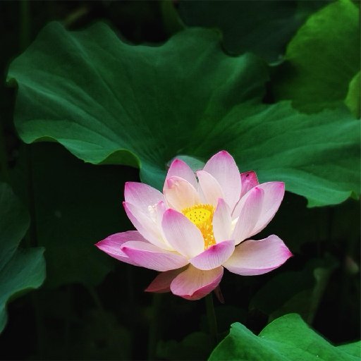 瘟刀