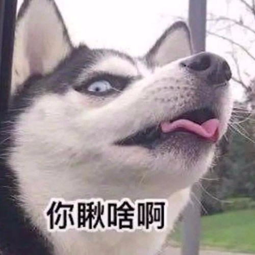 河飛魚
