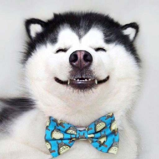 中原犟虎