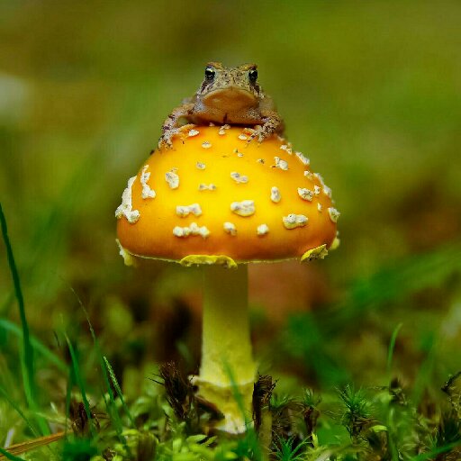 蘑菇炒白菜