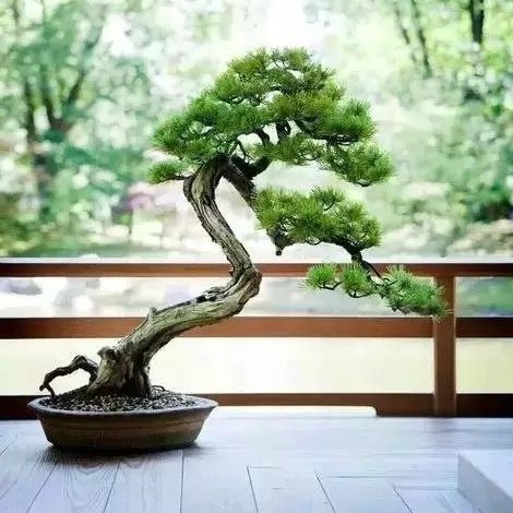 綾淞