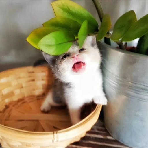 寧無常