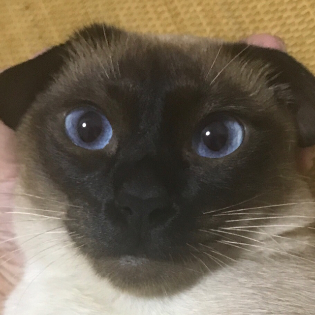 日漸升