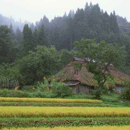 霜打茄瓜